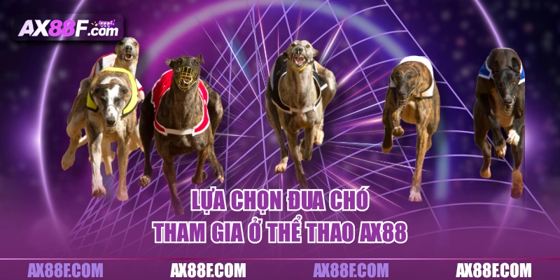 Lựa chọn đua chó tham gia ở thể thao AX88