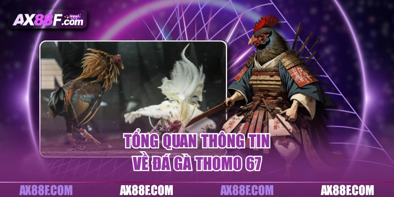 Tổng quan thông tin về đá gà thomo 67 tại Ax88